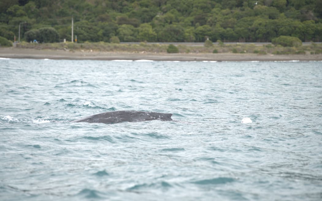 A humpback whale was entangled in a crayfish pot line south of Kaikōura for more than 18 hours.