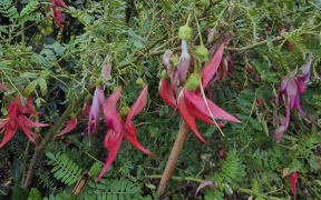 With just over 100 or so known Ngutukākā plants in the wild, it is considered a nationally critical species.