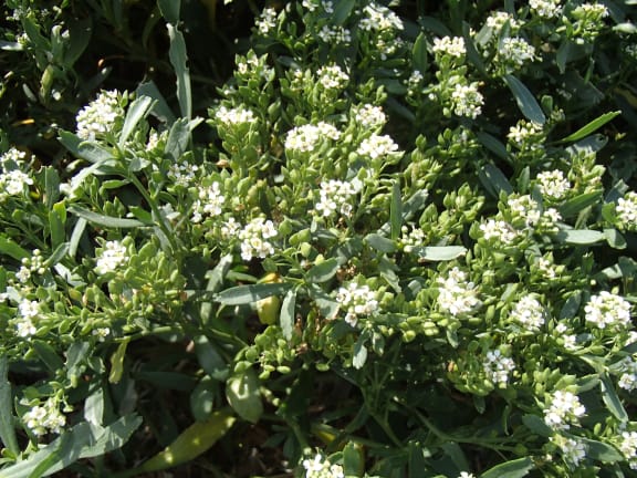 Lepidium flowers