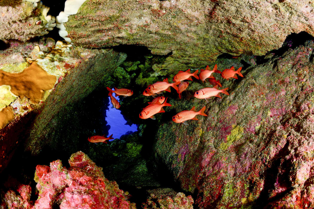 Colourful marine life in the Easter Islands.