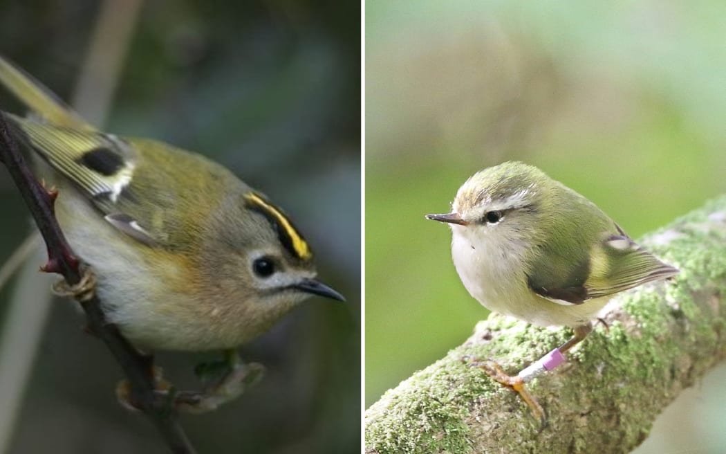 A collage of two bird photos. On the left is a small olive bird with a bright yellow eyebrow. On the right is a small green and beige bird.