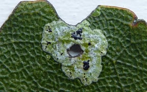 Strigula fossulicola growing around damaged tawa leaf