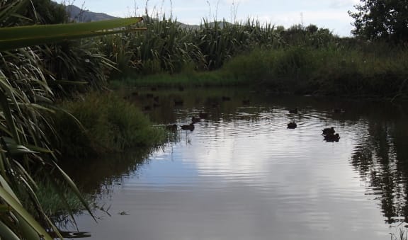 In late summer and early winter pateke gather together in large flocks, prior to dispersing for the breeding season.