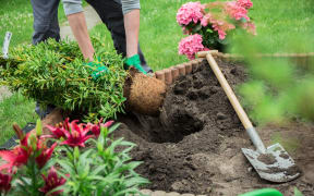 Gardener at work.