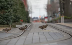 Ducks cross a tram line in Christchurch during the August 2021 lockdown.