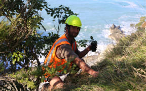 DOC ranger Simon Litchwark planting an Ōhau rock daisy on the Ōhau Point bluff overlooking the Kaikōura coast.