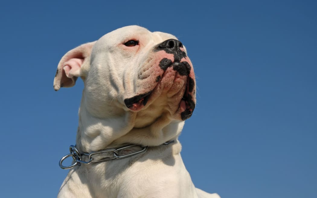 An American bulldog (file)