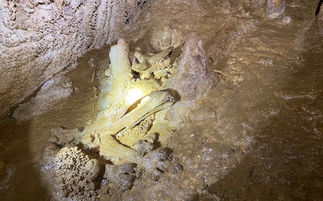 Moa bones, including the pelvis, calcified in a cave.