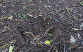 The scene of the crime: where a Nikau Palm tree was stolen