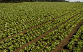 Lettuce crops being grown in market gardens in Pukekohe.