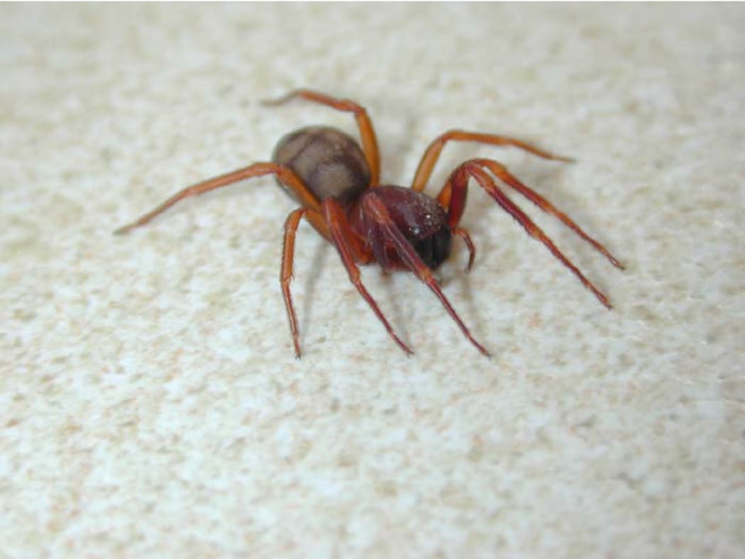 Periegops suterii - the six eyed spider