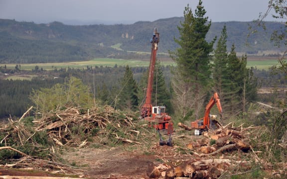 Logging of pinus radiata, westland, New Zealand.