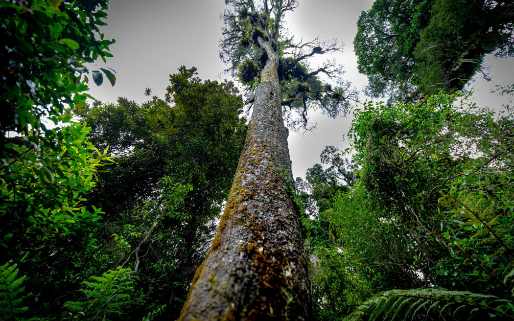 Keeping predators out of Wainuiomata Orongorongo Water Collection Area forest