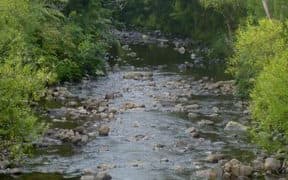 northland forest