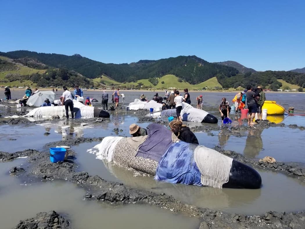 The pod of pilot whales was reported off the coast of Colville Bay yesterday morning.