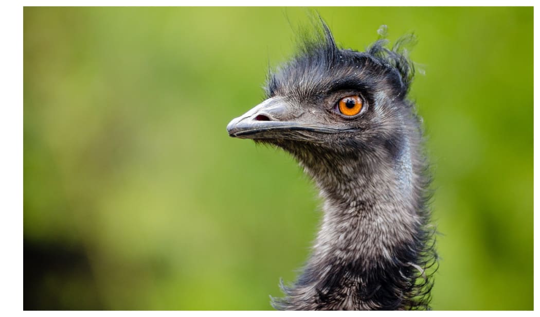 An emu
