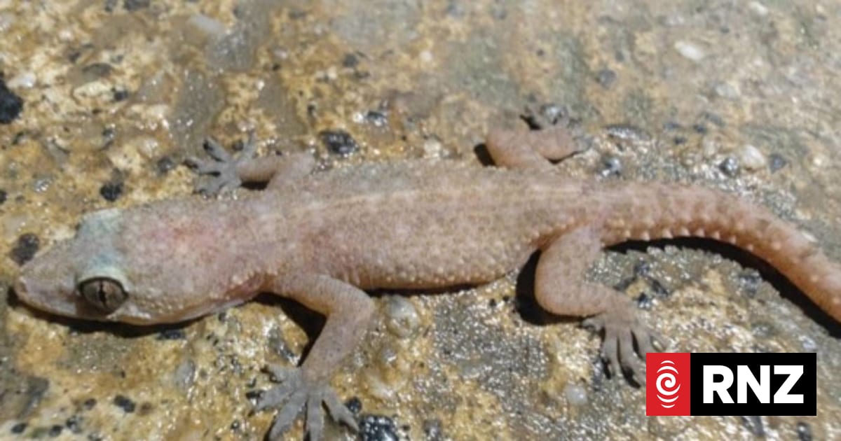 From Indonesia to Fiordland: Search on for stowaway gecko at Manapouri Power Station