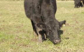 Cow grazing at Totara Park, South Auckland