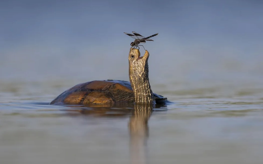 A dragonfly lands on the nose of a Balkan pond turtle walking in shallow water.