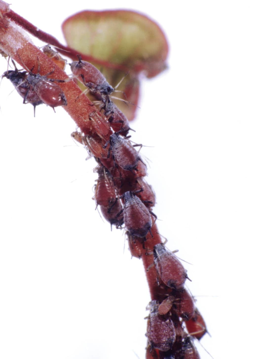 The Muehlenbeckia Aphid