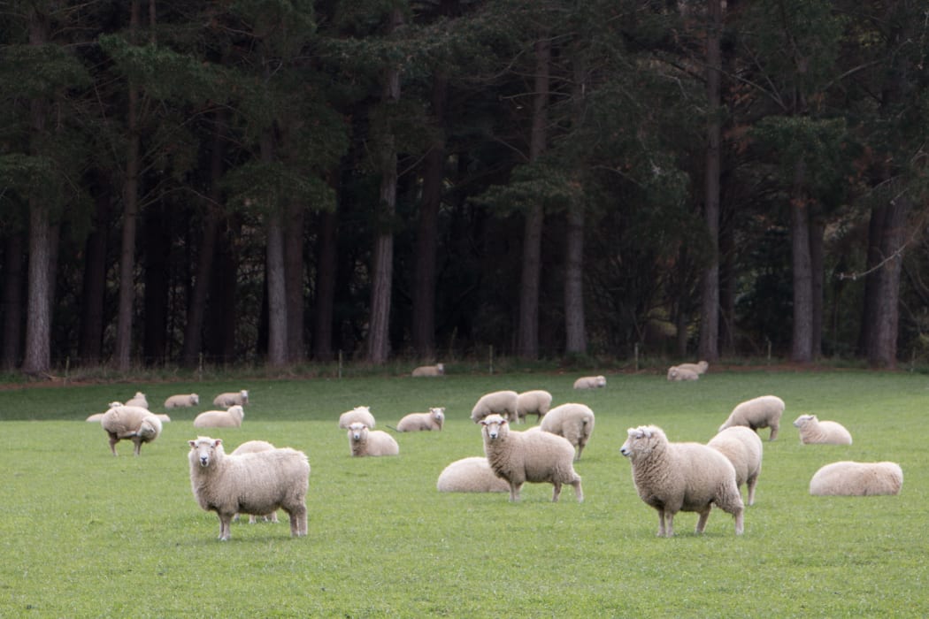 A report commissioned by Beef + Lamb found the returns on forestry land could be twice those of sheep and beef farms - but forestry created fewer jobs