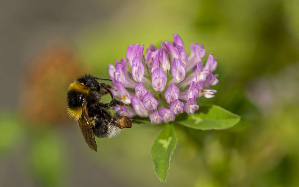 No mow trials at Carterton’s parks aim to encourage more wild flowers to grow, helping the area’s ecosystems.