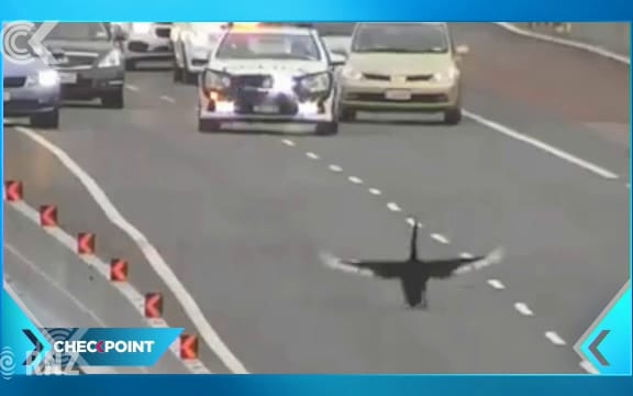Swan put down after halting Auckland traffic: RNZ Checkpoint