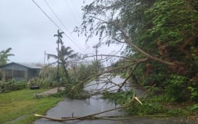 Uprooted trees on the island of Rota, Northern Marianas