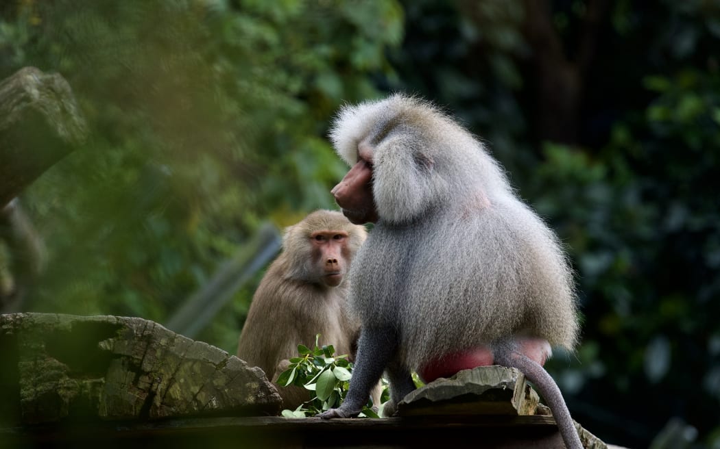 Hamadryas baboon in Auckland zoo, 5 Nov 2023
