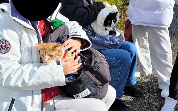 Department of Conservation staff found Aucklanders carrying pet cats up Mt Taranaki in backpacks.