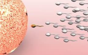 sperm