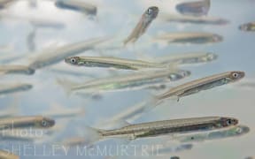Whitebait