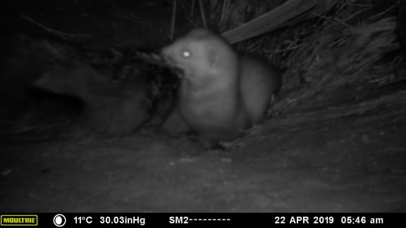 A ferret slipped through the trapline in April, killing the monitored chicks.