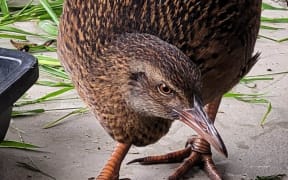 Wally the weka, the mysterious bird found in Taranaki.