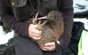 Kiwi at the Orokonui Ecosanctuary