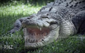 Cairns crocodiles: 'I don't think many are too friendly' - Morning Report