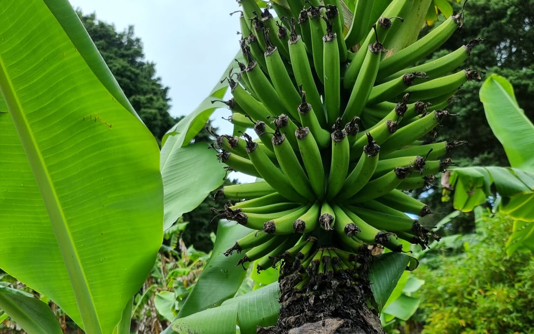 Tropical Fruit Growers of New Zealand chair Hugh Rose's banana harvest.