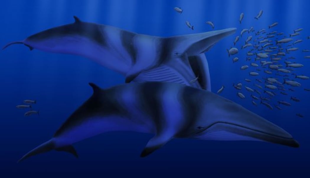 A speculative rendering of Balaenoptera bertae.