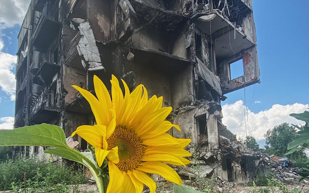 A lone sunflower in the shadow of bombed-out buildings
