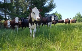 Cows on Angela Payne's farm
