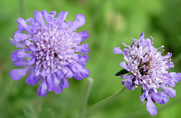 Scabiosa or pin cushion.