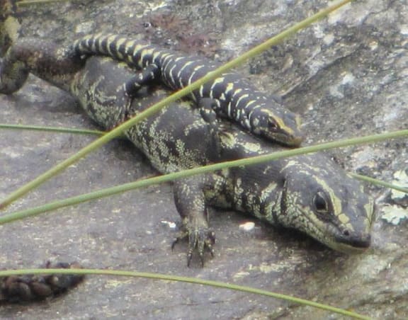 Otago skinks are New Zealand's largest skink. The small population at Orokonui have bred for the first time, and volunteer Alister Robinson captured this photo of a neonate basking on top of an adult.