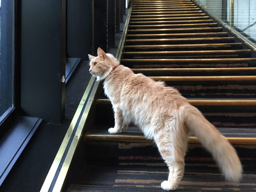 Wellington celebrity Mittens watches the world go by from inside the Michael Fowler Centre