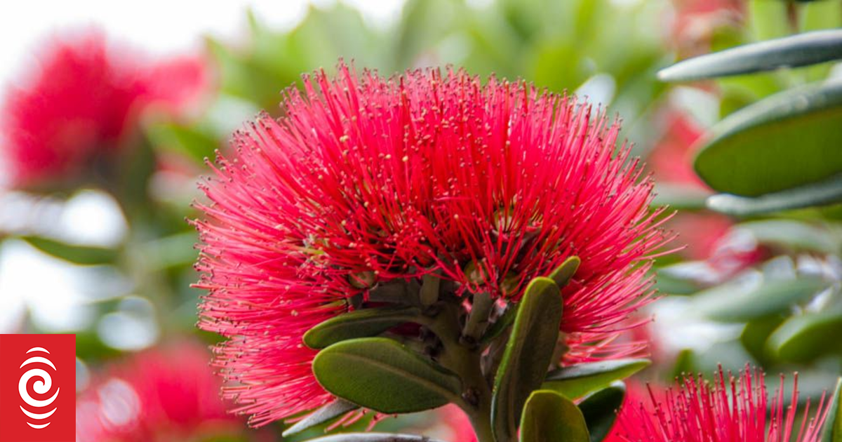Most of NZ’s flowering plants grow nowhere else – and Christmas falls in peak blooming season