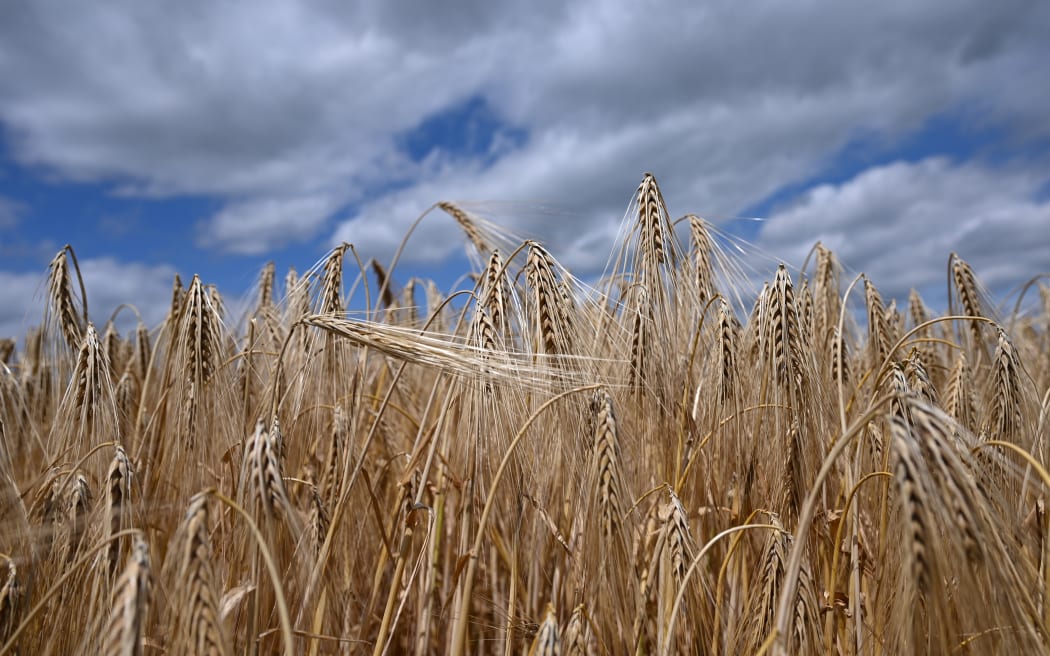 01 July 2020, Hessen, Frankfurt/Main: Winter barley is ripe for harvest in a field belonging to farmer Matthias Mehl near Nieder-Erlenbach. The grain harvest has begun in Hesse. According to the Hessian Farmers' Association, the drought in the spring months is already showing its effects on yields. The rainfall of the past weeks came too late for the now threshed winter barley. Photo: Arne Dedert/dpa (Photo by ARNE DEDERT / DPA / dpa Picture-Alliance via AFP)