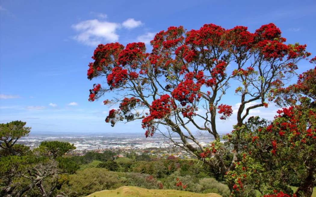 The Aussies are saying the New Zealand Christmas Tree, Pōhutukawa, may have originated in Australia.