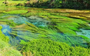 Blue Springs, near Tirau
