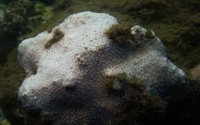 Coral bleaching in Sydney Harbour.