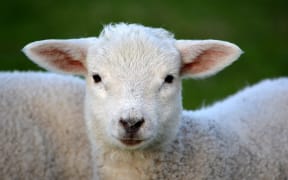 lamb