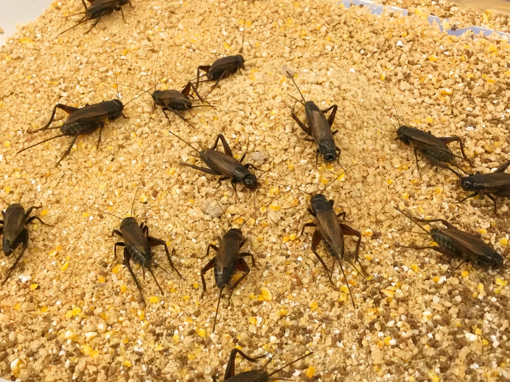 Breadcraft Cricket Farm